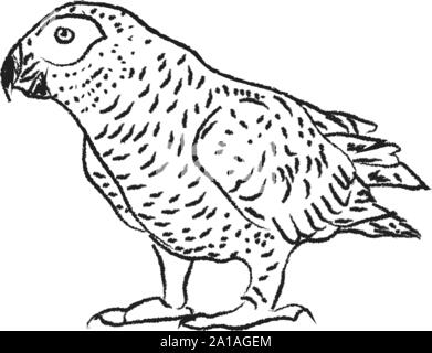 Parrot Zeichnen, Illustration, Vektor auf weißem Hintergrund. Stock Vektor