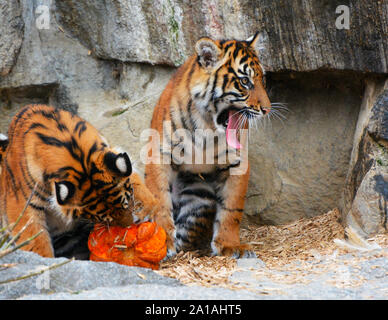 Bengal Tiger in der Höhle am Rest Stockfoto