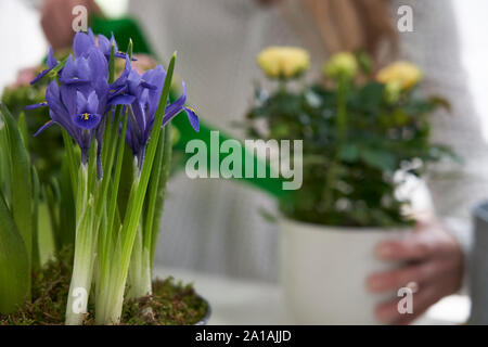 Nahaufnahme von Frau Bewässerung gelbe Rose Zimmerpflanze mit Gießkanne im Innenbereich Stockfoto