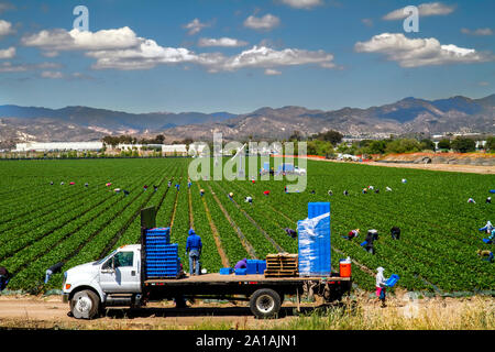 Anzeigen der Betriebe Arbeitnehmer ernten Erdbeeren mit Lkw beladen mit Paletten in Orange County CA Stockfoto