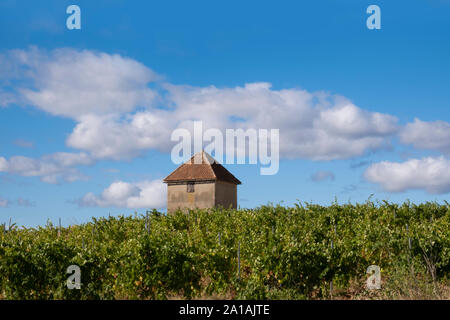 Französische Weinberg, Pinot noir wächst in der Region Languedoc in Frankreich, mit charakteristischen roten Boden, Trauben sind für herault Wein verwendet Stockfoto