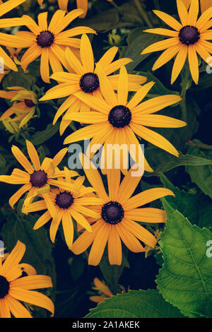 Black-Eyed Susan Rudbeckia hirta beleuchtet von der Sonne mit einem schönen blauen Himmel Hintergrund außerhalb eine Feder am Nachmittag. Stockfoto