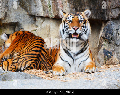 Porträt einer Bengal Tiger in der Höhle Stockfoto