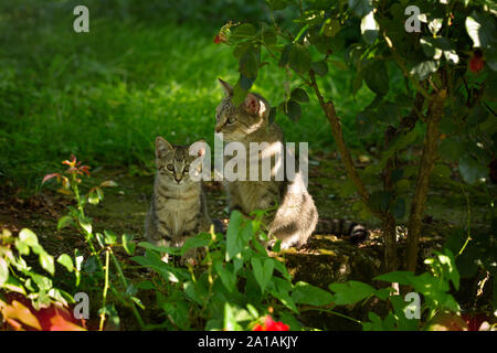 Familie der Katzen sitzen in Blumen, Outdoor. Katze mit dem Baby Kätzchen auf Gras Stockfoto