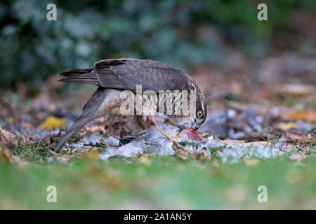 Sperber (Accipiter nisus) Essen eine Ringeltaube (Columba palumbus) Stockfoto