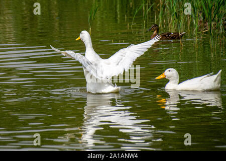 Weißen Pekingenten flattern und Stretching Flügel Stockfoto