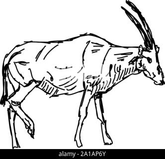 Oryx Zeichnung, Illustration, Vektor auf weißem Hintergrund. Stock Vektor