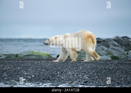 Eisbär (Ursus maritimus). Eisbär auf Kong Karl XII Øya, der nördlichste Teil von Spitzbergen, Norwegen. Stockfoto