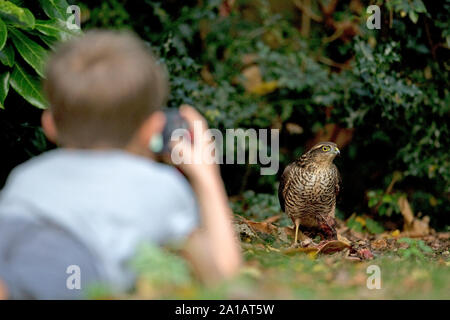 Sperber (Accipiter nisus) Essen eine Ringeltaube (Columba palumbus) Stockfoto