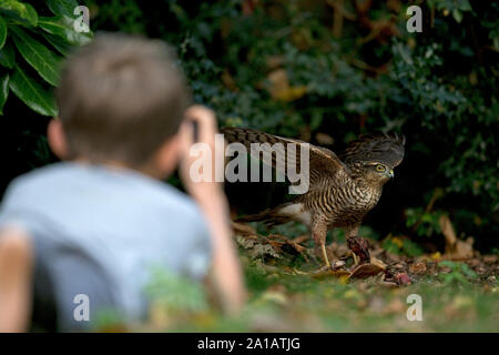 Sperber (Accipiter nisus) Essen eine Ringeltaube (Columba palumbus) Stockfoto