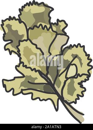Cilantro, Illustration, Vektor auf weißem Hintergrund. Stock Vektor