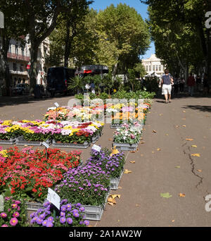 Beziers, Frankreich; 6. September 2019 - Beziers Blumenmarkt Stockfoto