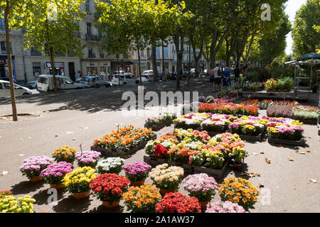 Beziers, Frankreich; 6. September 2019 - Beziers Blumenmarkt Stockfoto