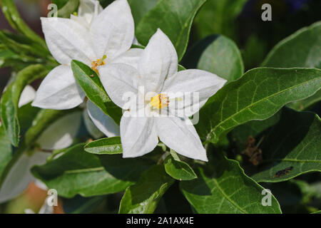 Zierpflanzen solanum Blume Mitglied der Kartoffel Familie in voller Blüte in Italien im Frühjahr Stockfoto