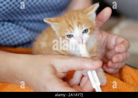 Frau Hände halten und Füttern eine niedliche ginger Kitten mit einer Spritze Stockfoto