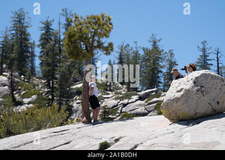 Yosemite National Park, CA - 11. Juli, 2019: Touristen Line up Fotos mit dem einsamen Baum auf Olmsted Point Off der Tioga Pass zu nehmen Stockfoto