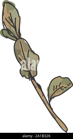 Majoran, Illustration, Vektor auf weißem Hintergrund. Stock Vektor