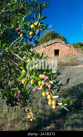 Cabanes de Volta, Construcción rural de Piedra en Seco, Valle del, Les Garrigues, Lleida, Katalonien, Spanien Stockfoto