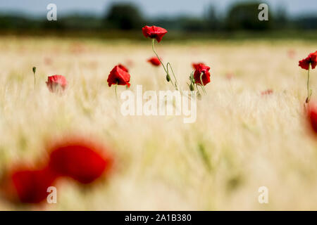 Coquelicots dans les Champs de Blé et d'Orge à proximité de Saint Valery sur Somme et de la baie Stockfoto