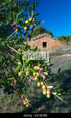 Cabanes de Volta, Construcción rural de Piedra en Seco, Valle del, Les Garrigues, Lleida, Katalonien, Spanien Stockfoto