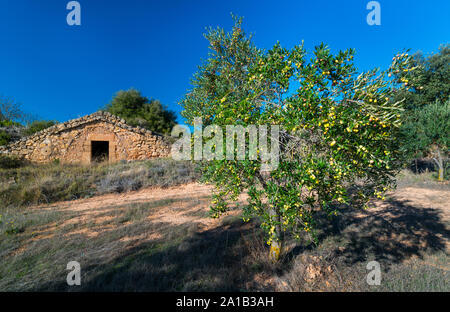 Cabanes de Volta, Construcción rural de Piedra en Seco, Valle del, Les Garrigues, Lleida, Katalonien, Spanien Stockfoto