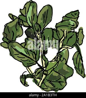 Frischer Oregano, Illustration, Vektor auf weißem Hintergrund. Stock Vektor