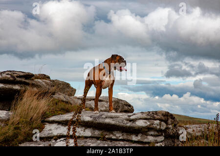 Held Schuß von Boxer Dog, stehende Felsen auf Bodmin Moor Stockfoto