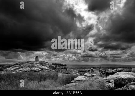 Schwarz-weiß-Bild, Falken Tor Verordnung Umfrage Stein, schwere Himmel, zwei Hunde über Bodmin Moor suchen, Stockfoto