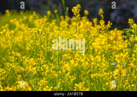 Kleine gelbe Blüten blühen in den Blumengarten. Touristen wie die Blumen im Winter mit voller Blumen blühen zu besuchen. Stockfoto