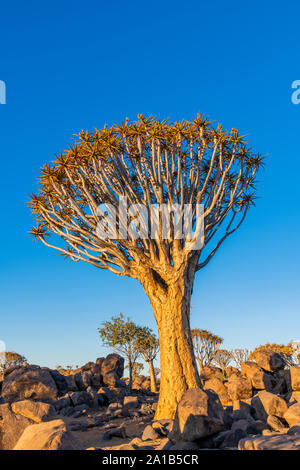 Der Köcherbaum oder Aloidendron dichotomum, Köcherbaumwald, Keetmanshoop, Namibia Stockfoto