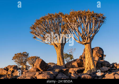 Der Köcherbaum oder Aloidendron dichotomum, Köcherbaumwald, Keetmanshoop, Namibia Stockfoto