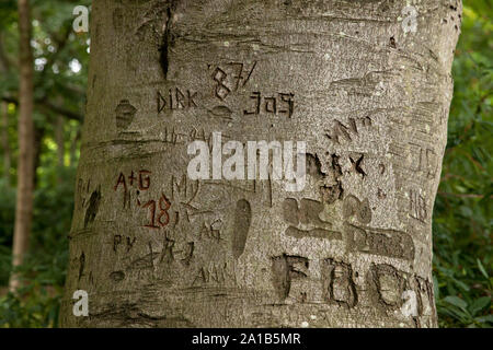 Baum Schnitzereien auf einer alten Buche im Naturschutzgebiet De Manteling in der Nähe von Oostkapelle auf der Halbinsel Walcheren, Zeeland, Niederlande. Baumschnitze Stockfoto