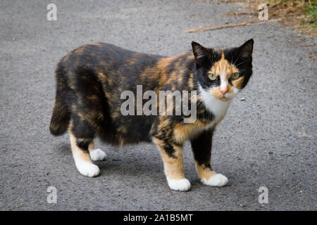 Calico Cat, Deutschland. Katze, Glueckskatze, Deutschland. Stockfoto