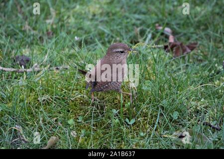 Northern Zaunkönig (Troglodytes troglodytes), das Sammeln von Moos für Nestbau auf einem Friedhof in Bocholt, Deutschland Stockfoto