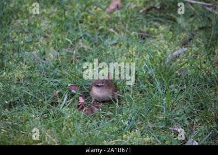 Northern Zaunkönig (Troglodytes troglodytes), das Sammeln von Moos für Nestbau auf einem Friedhof in Bocholt, Deutschland Stockfoto