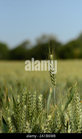 Weizen Landschaftsbild, die britische Landwirtschaft, Landwirtschaftliche Landschaft Stockfoto