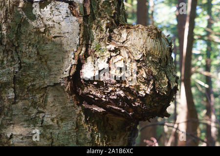 Nahaufnahme eines großen Burl wächst an einem Baum. Stockfoto