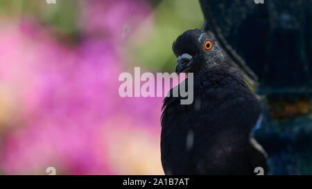 Rock Pigeon verstecken und starrte Columba livia Rosa Hintergrund Cadiz Andalusien Spanien Stockfoto