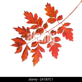 Bunte Herbst Blatt von Goldenrain Baum isoliert auf weißem Hintergrund. Stockfoto