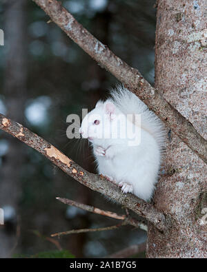 Albino Eichhörnchen Nahaufnahme Seitenprofil sitzt auf einem Baum Zweig in seinem Lebensraum und Umgebung, zeigt weißes Fell, rote Augen, rosa Ohren, rosa Nase. Stockfoto