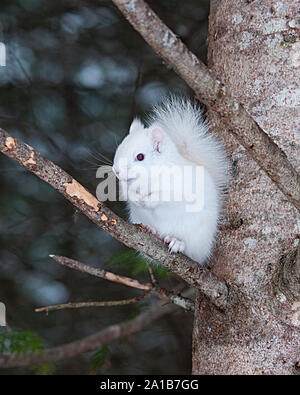 Albino Eichhörnchen sitzt auf einem Baum Ast im Wald eine Nahaufnahme zeigt seinen schönen Körper, Kopf, rote Augen, rosa Ohren und genießen seine Umgebung. Stockfoto