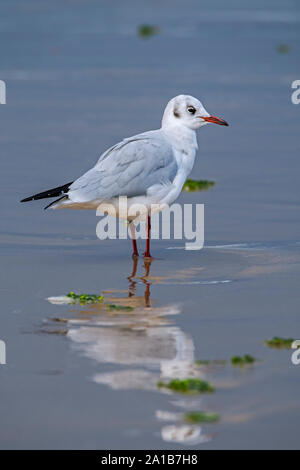 Lachmöwe (Larus ridibundus Chroicocephalus/ridibundus) Erwachsene im Winter Gefieder futtersuche am Strand Stockfoto