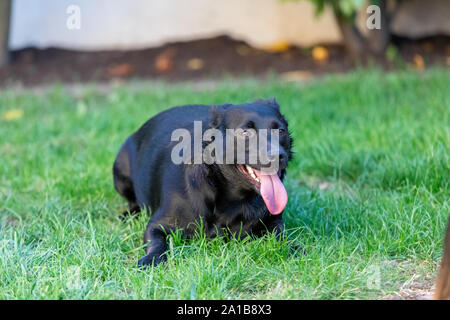 Ein kleiner schwarzer Hund draußen im grünen Gras. Der Hund ist ein gemischtes eines Labrador Retriever. Stockfoto