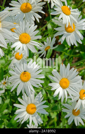 Weiß Aster Blumen, möglicherweise die Alpine Aster, Aster Alpinus. Stockfoto