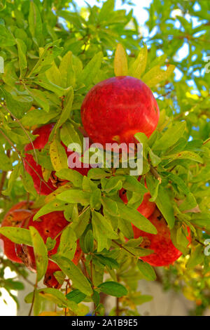 Granatapfel Obst bei der Granatapfelbaum. Stockfoto