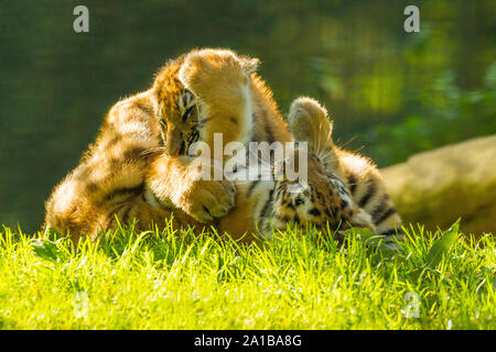 Zwei Amur/Sibirische Tiger Cubs (Panthera tigris Altaica) Zusammen Stockfoto