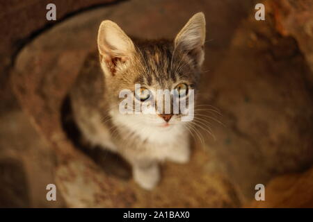 Grau weiße Katze Portrait von Oben nach Unten Stockfoto