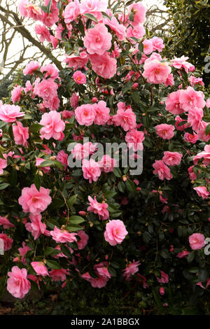 Große Bush von Camellia japonica zeigen mehrere offene rosa Blüten Stockfoto