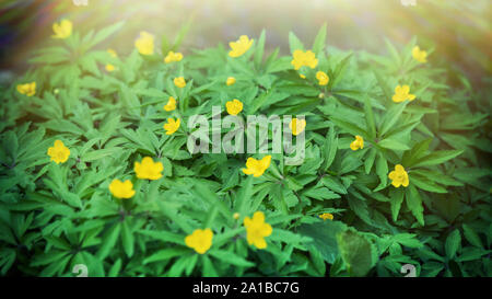 Frühling im Sonnenlicht. Anemone gelb (Pflügen) Bett im Eichenholz (laubbaumarten, Wald), niedrige Kameraposition Stockfoto