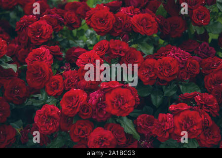 Dunkle rote Rosen Blume Hintergrund Stockfoto